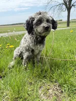 Viva - Multigen Micro Mini, a female Miniature Goldendoodle for sale in Columbia City, IN – Photo 5 of 7