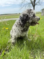 Viva - Multigen Micro Mini, a female Miniature Goldendoodle for sale in Columbia City, IN – Photo 4 of 7