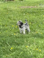 Viva - Multigen Micro Mini, a female Miniature Goldendoodle for sale in Columbia City, IN – Photo 6 of 7