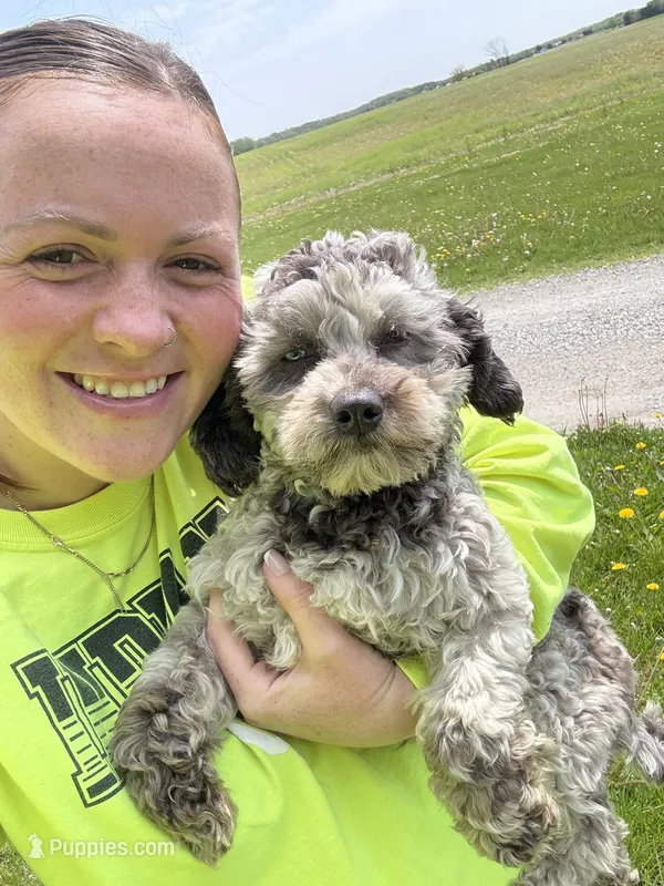 Viva - Multigen Micro Mini