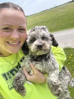Viva - Multigen Micro Mini, a female Miniature Goldendoodle for sale in Columbia City, IN – Photo 1 of 7
