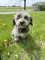 Viva - Multigen Micro Mini, a female Miniature Goldendoodle for sale in Columbia City, IN – Photo 3 of 7