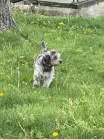 Viva - Multigen Micro Mini, a female Miniature Goldendoodle for sale in Columbia City, IN – Photo 7 of 7