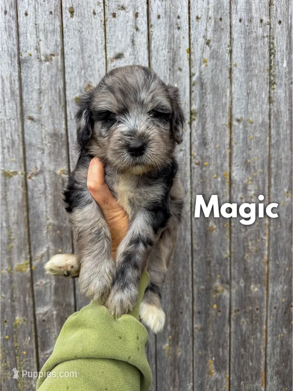 Magic - Standard F1b – Goldendoodle puppy for sale in Columbia City, IN