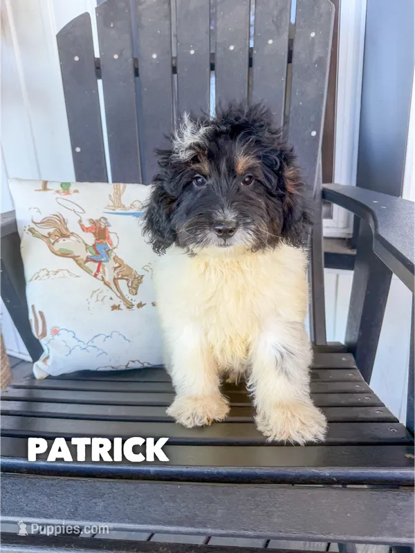 Patrick - Micro Mini F1b – Miniature Goldendoodle puppy for sale in Columbia City, IN