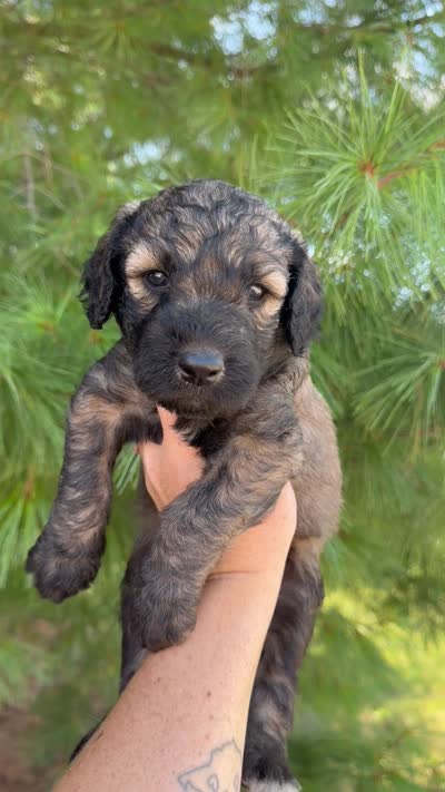 McLaren - Standard F1b, a male Goldendoodle for sale in Columbia City, IN – 3 of 3