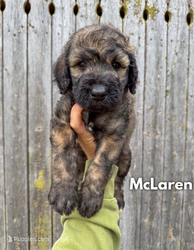 McLaren - Standard F1b – Goldendoodle puppy for sale in Columbia City, IN