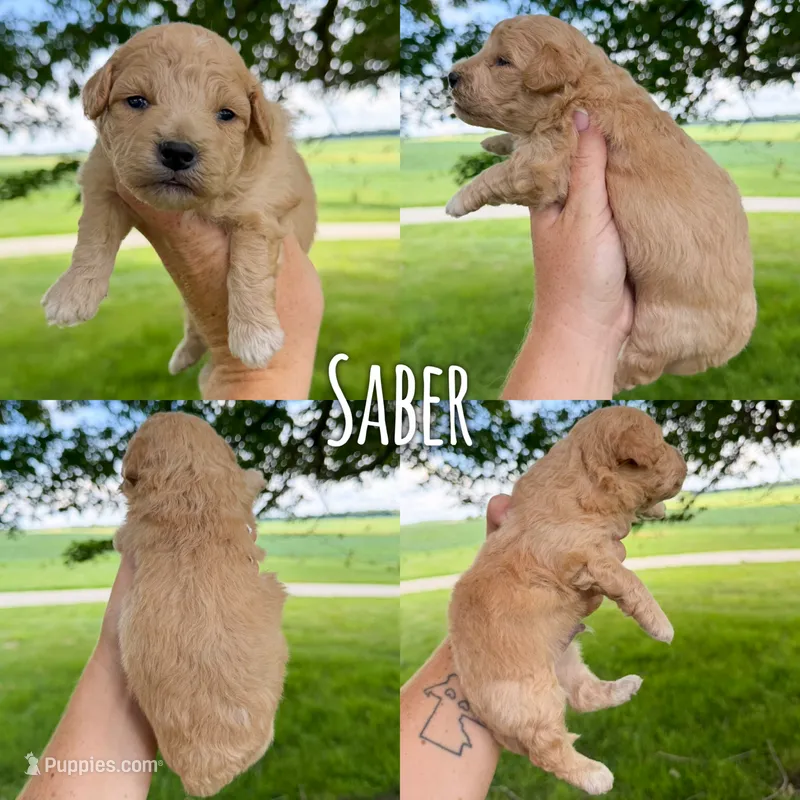 Saber - Micro Mini F1b – Miniature Aussiedoodle puppy for sale in Columbia City, IN