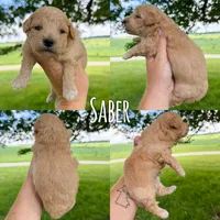 Saber - Micro Mini F1b, a male Miniature Aussiedoodle for sale in Columbia City, IN – 2 of 8