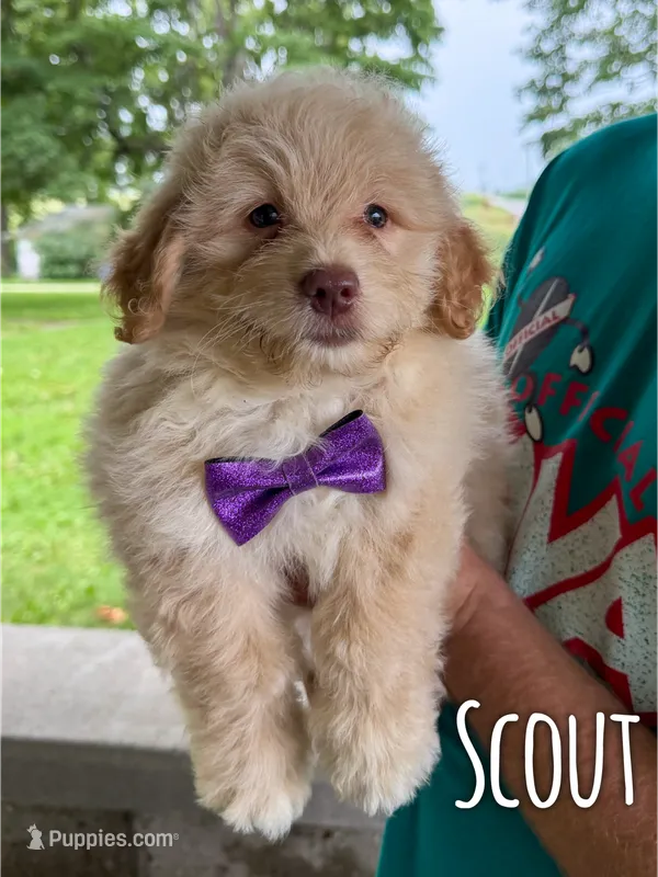Scout - Micro Mini F1b – Miniature Aussiedoodle puppy for sale in Columbia City, IN