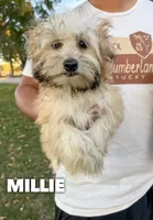 Millie , a male Chinese Crested and Poodle - Toy  for sale in Columbia City, IN – 2 of 3