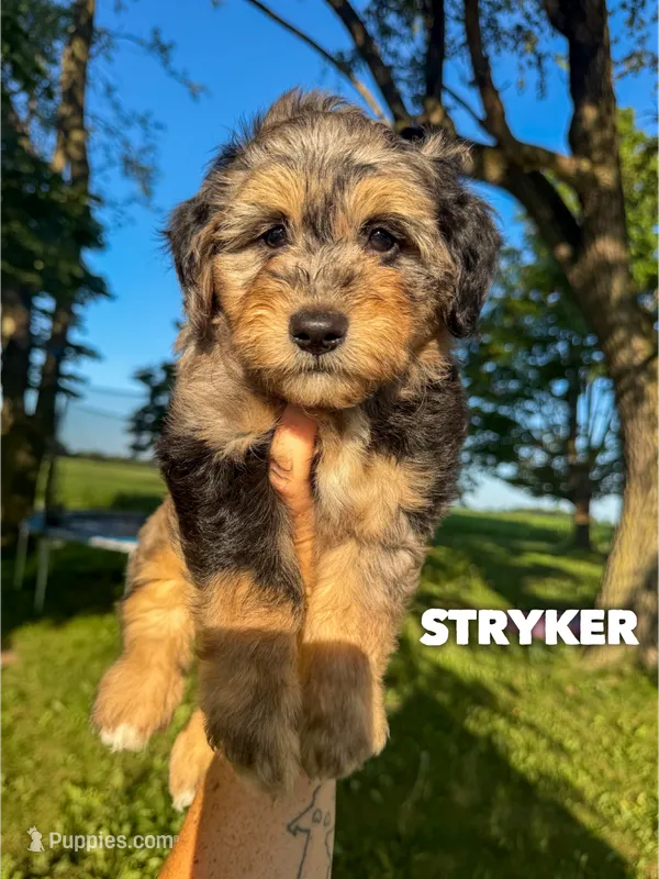 Stryker - Micro Mini F1b – Miniature Aussiedoodle puppy for sale in Columbia City, IN