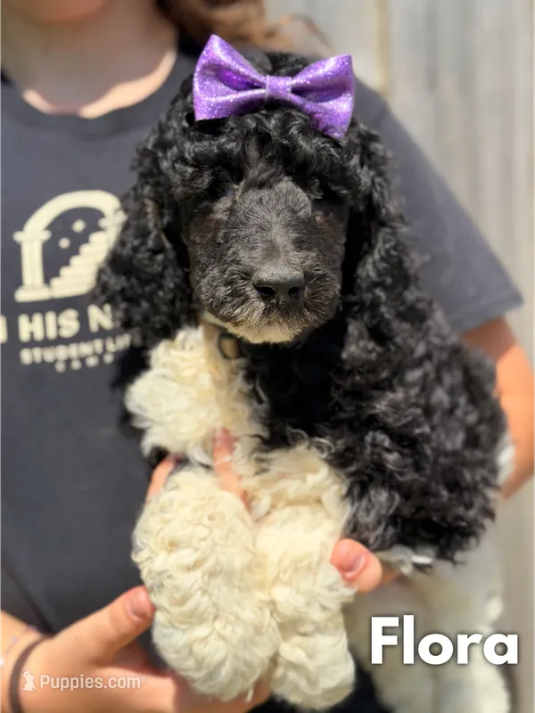 Flora - AKC Tri Parti – Poodle - Standard  puppy for sale in Columbia City, IN