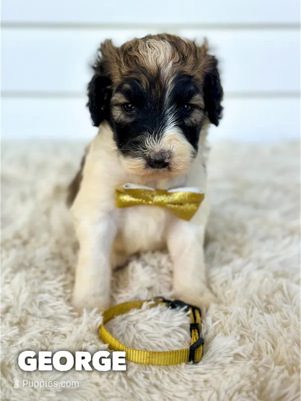 George - standard f1b – Saint Berdoodle puppy for sale in Columbia City, IN