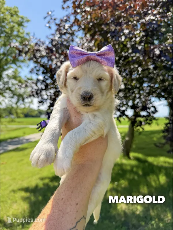 Marigold - F1b – Goldendoodle puppy for sale in Columbia City, IN
