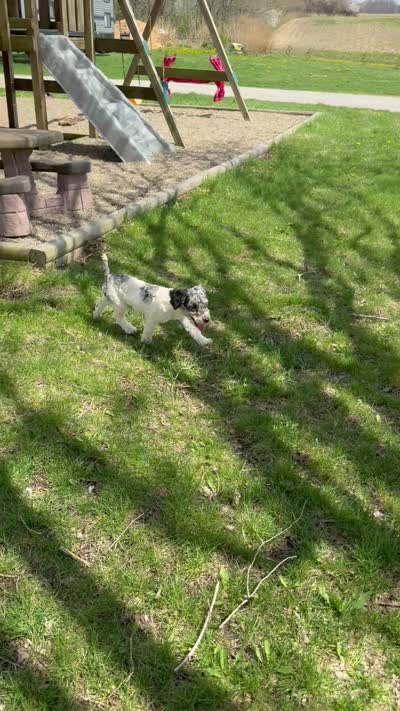 Birdie - AKC Toy, a female Poodle - Toy  for sale in Columbia City, IN – 2 of 2