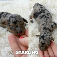 Starling - Micro Mini F1b, a female Miniature Aussiedoodle for sale in Columbia City, IN – 1 of 4