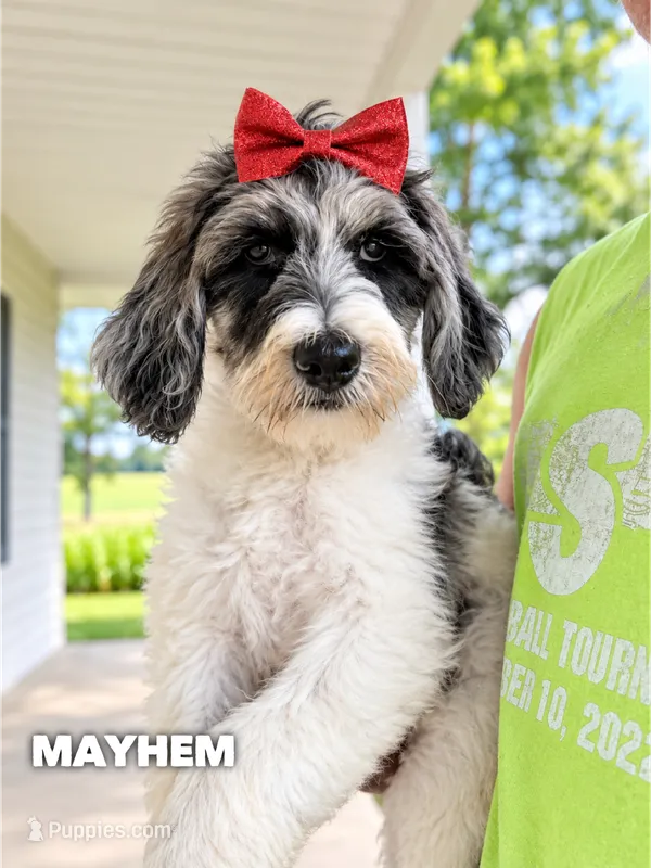 Mayhem - Standard F1b – Goldendoodle puppy for sale in Columbia City, IN