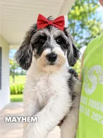 Mayhem - Standard F1b, a female Goldendoodle for sale in Columbia City, IN – 1 of 7