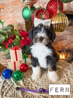 Fern - Standard F1, a female Bernedoodle for sale in Columbia City, IN – Photo 4 of 8