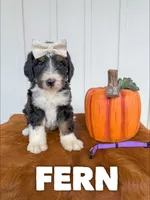 Fern - Standard F1, a female Bernedoodle for sale in Columbia City, IN – Photo 5 of 8