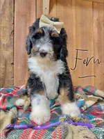 Fern - Standard F1, a female Bernedoodle for sale in Columbia City, IN – Photo 3 of 8