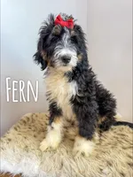Fern - Standard F1, a female Bernedoodle for sale in Columbia City, IN – Photo 1 of 8