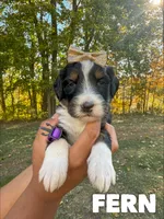 Fern - Standard F1, a female Bernedoodle for sale in Columbia City, IN – Photo 6 of 8