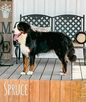 Fern - Standard F1, a female Bernedoodle for sale in Columbia City, IN – Photo 7 of 8