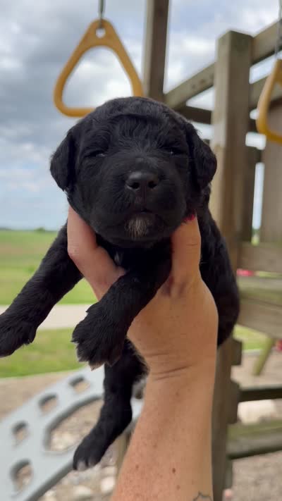 Malcom - F1b, a male Goldendoodle for sale in Columbia City, IN – 4 of 4