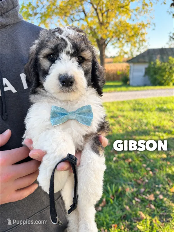 Gibson - standard f1b – Saint Berdoodle puppy for sale in Columbia City, IN