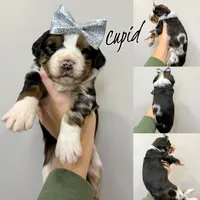 processed/9cf9d34a-7723-447d-9661-b21c42444917/listing/35e016d2-c2d9-465a-96e5-f51f8413bdc8/fed8883c-f9c5-4ffd-a0a7-c2b5925ce95a