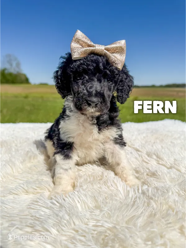 Fern - AKC – Poodle - Standard  puppy for sale in Columbia City, IN