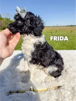 Frida - AKC, a female Poodle - Standard  for sale in Columbia City, IN – 4 of 10