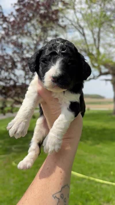 Freya - AKC Tri Parti, a female Poodle - Standard  for sale in Columbia City, IN – 9 of 9