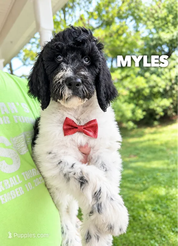 Myles - Standard F1b – Goldendoodle puppy for sale in Columbia City, IN