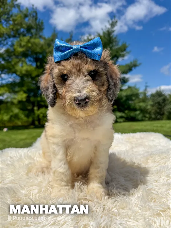 Manhattan - Standard F1b – Goldendoodle puppy for sale in Columbia City, IN