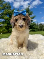Manhattan - Standard F1b, a female Goldendoodle for sale in Columbia City, IN – 2 of 7