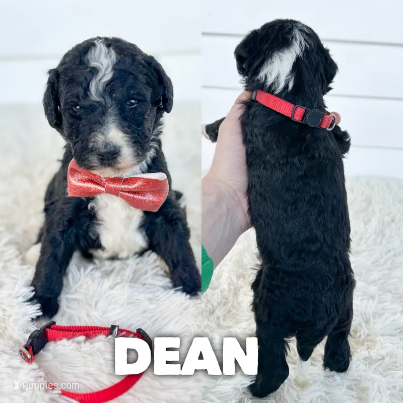 Dean - standard f1b – Aussiedoodle puppy for sale in Columbia City, IN