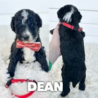 Dean - standard f1b, a male Aussiedoodle for sale in Columbia City, IN – 1 of 4