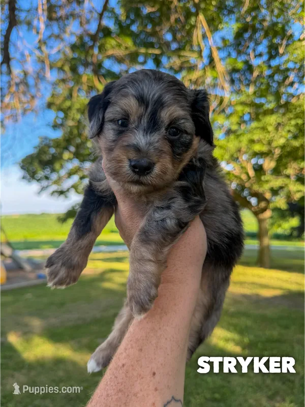Stryker - Micro Mini F1b – Miniature Aussiedoodle puppy for sale in Columbia City, IN