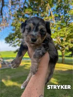 Stryker - Micro Mini F1b, a male Miniature Aussiedoodle for sale in Columbia City, IN – 1 of 8