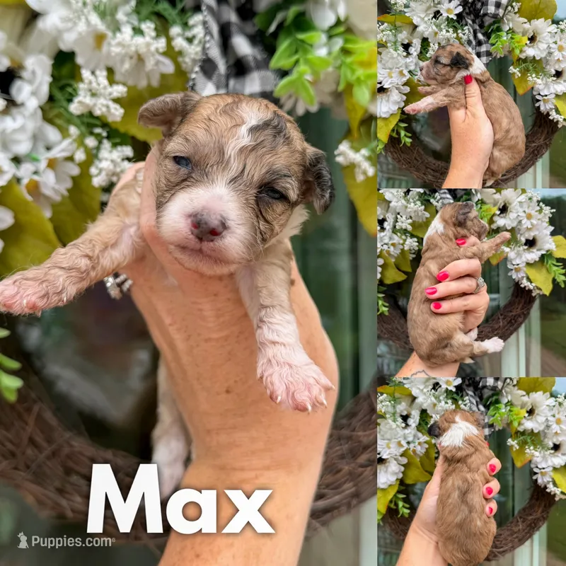 Max, a male Chinese Crested and Poodle - Toy  for sale in Columbia City, IN – 1 of 3