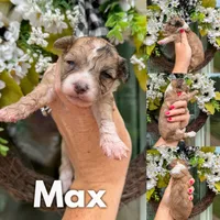 Max, a male Chinese Crested and Poodle - Toy  for sale in Columbia City, IN – 1 of 3