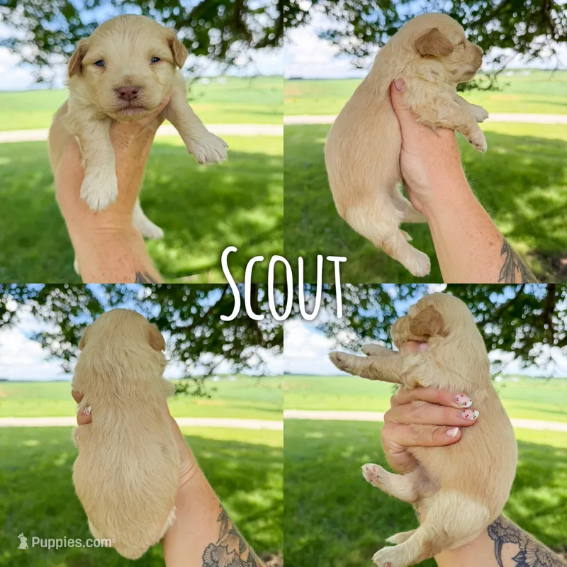 Scout - Micro Mini F1b – Miniature Aussiedoodle puppy for sale in Columbia City, IN