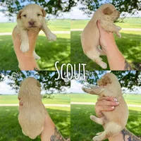 Scout - Micro Mini F1b, a male Miniature Aussiedoodle for sale in Columbia City, IN – 2 of 8