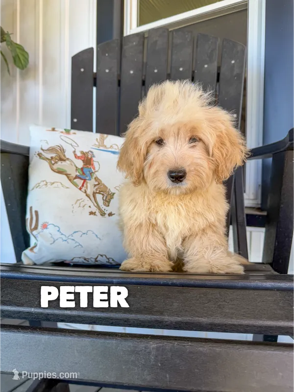 Peter - Micro Mini F1b – Miniature Goldendoodle puppy for sale in Columbia City, IN