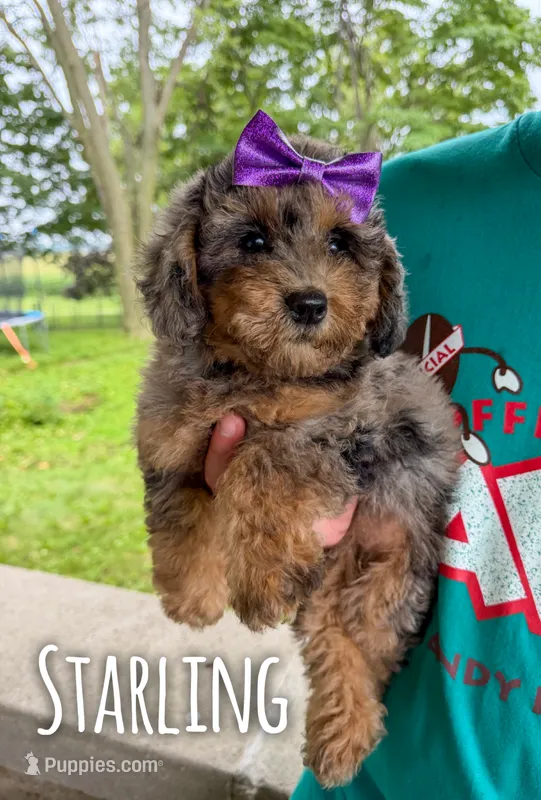 Starling - Micro Mini F1b – Miniature Aussiedoodle puppy for sale in Columbia City, IN