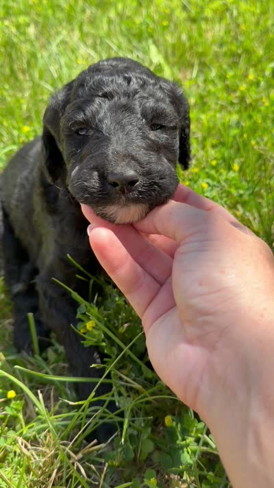 Maisie - F1b, a female Goldendoodle for sale in Columbia City, IN – 9 of 10