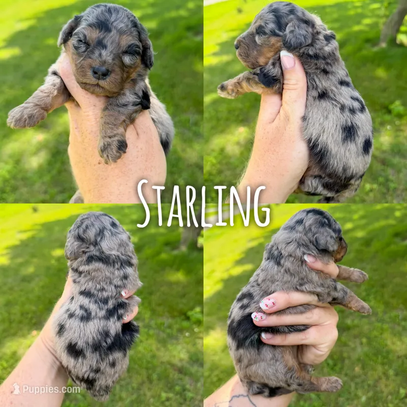 Starling - Micro Mini F1b – Miniature Aussiedoodle puppy for sale in Columbia City, IN